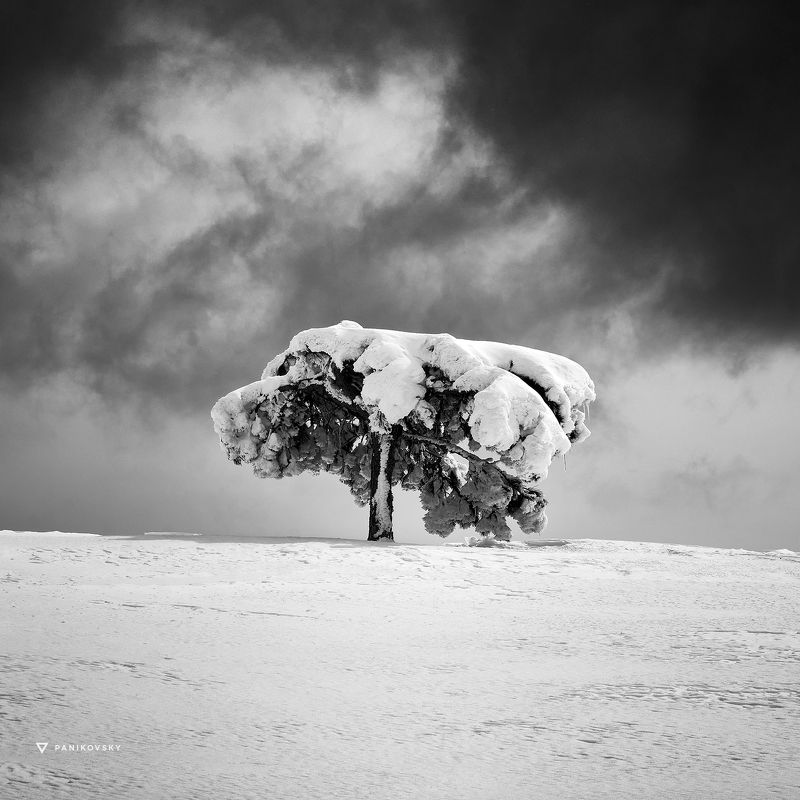 Ай-петри, снег, дерево, крым Под слоем снегаphoto preview