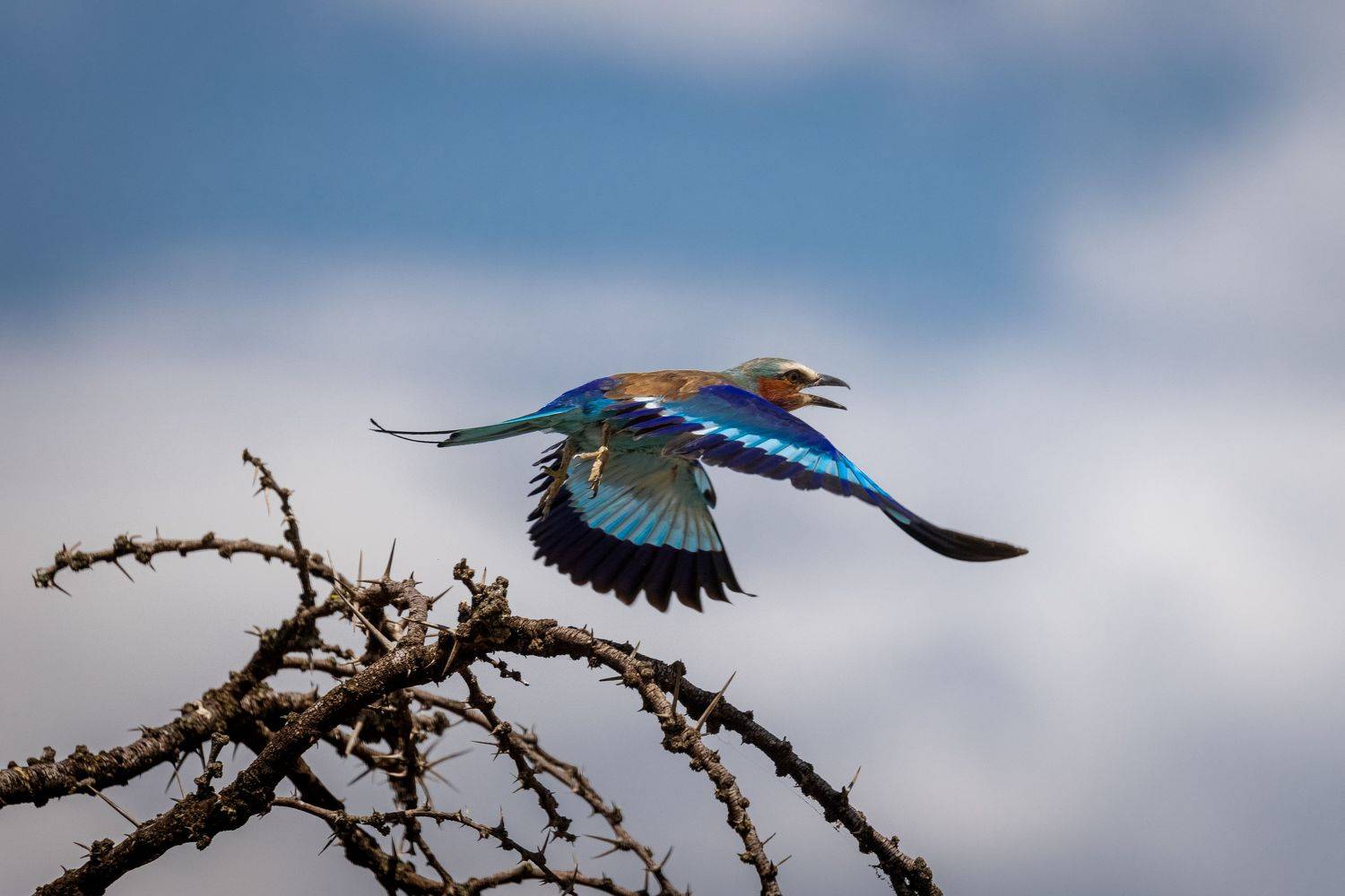 Lily breasted roller. Автор: Roman Bevzenko bird, birdwatching, birds, birdwatcher, bird watching, bird watcher, africa, kenya, mara, masai mara, mara north, fly, safari, lily breasted roller, roller , Roman Bevzenko