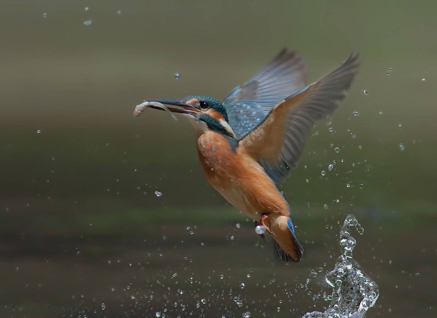 Автор: Стефан Дянков , Стефан Дянков