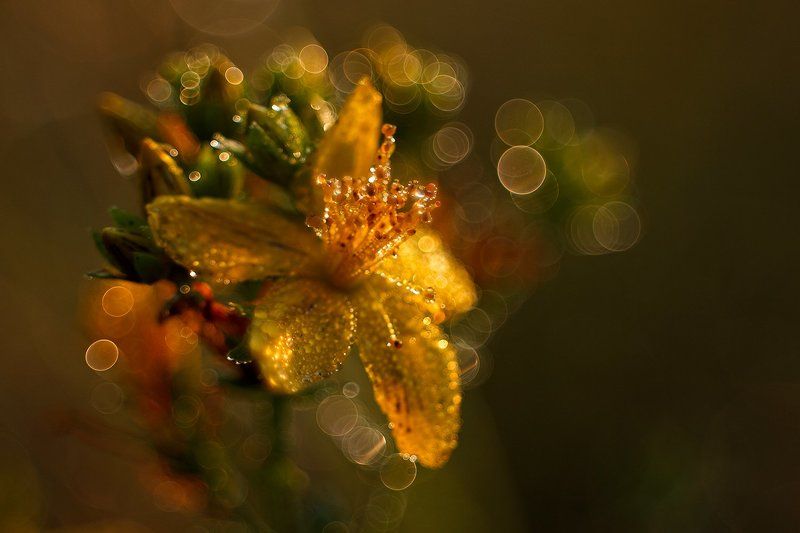 Слезы на рассветеphoto preview