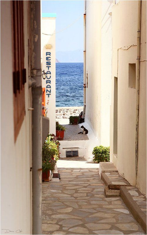 греция, остров, нисирос, кошки, портрет, город, улочка По улочкам острова Нисиросphoto preview