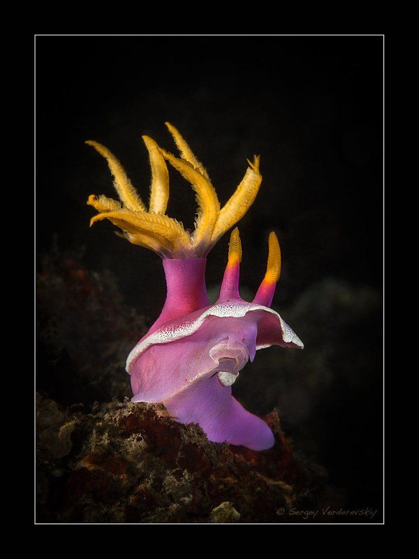 Гламурphoto preview