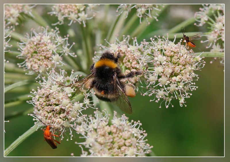 Ням-нямphoto preview