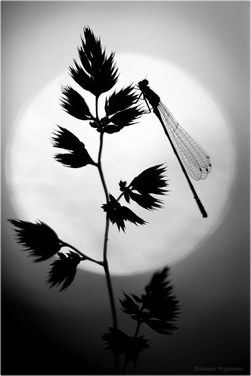 , Надежда Муравьёва