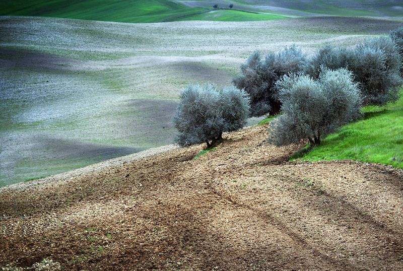 The Orchard фото превью