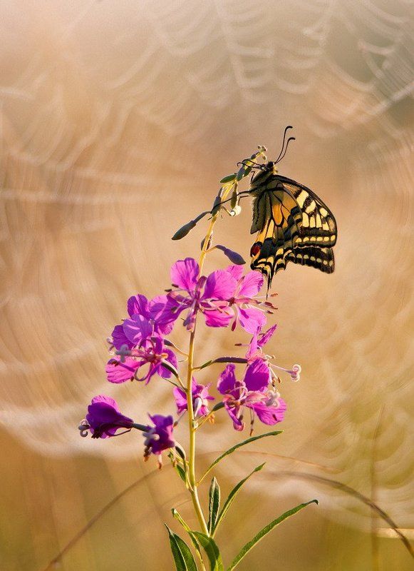 Краски лета.photo preview
