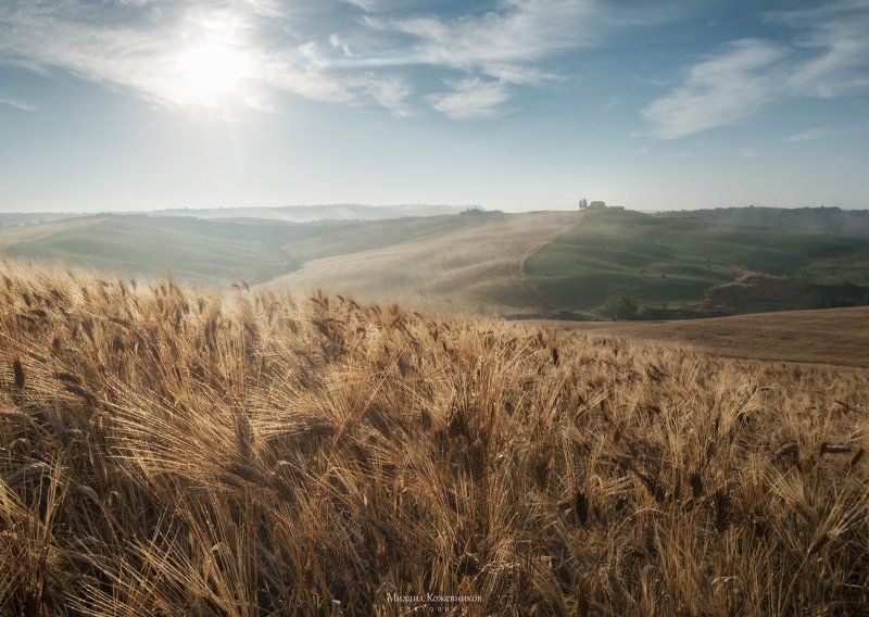 колосья солнцаphoto preview