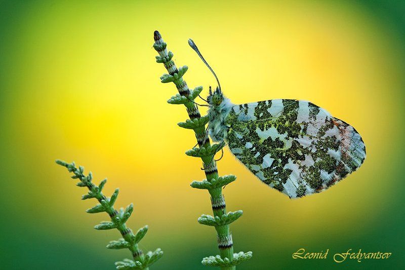 Рассвет для зорьки. Эпизод 3.photo preview