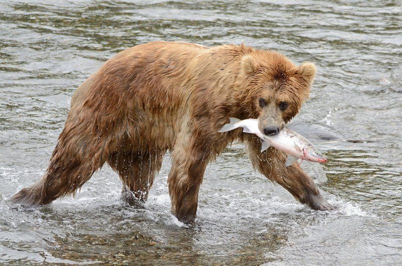 С рыбалкиphoto preview