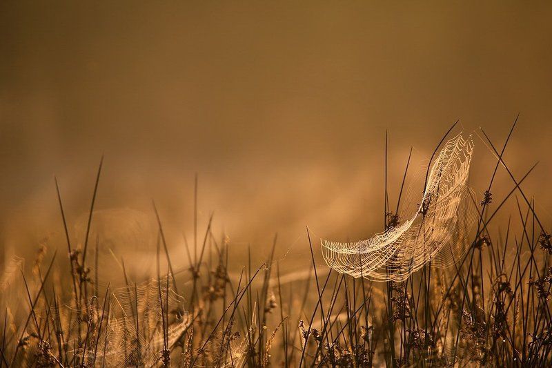 Полет души.photo preview