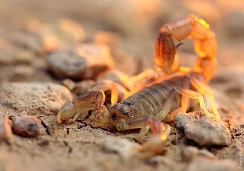 Пёстрый скорпионphoto preview