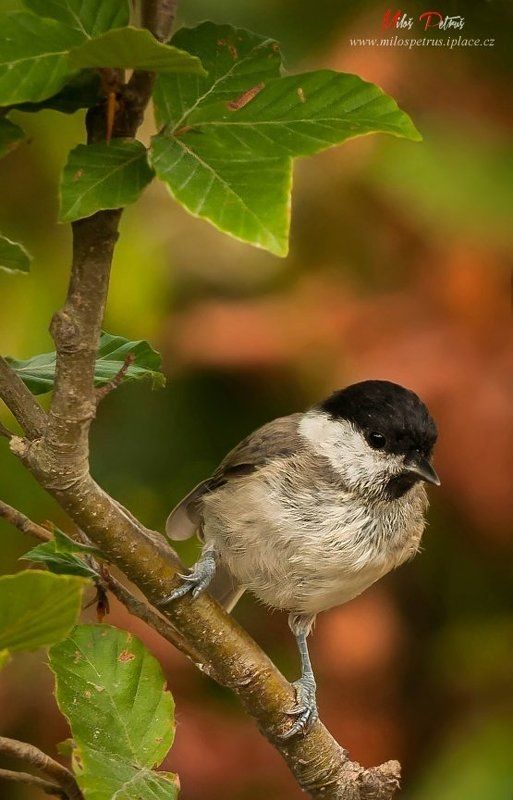 Poecile palustrisphoto preview