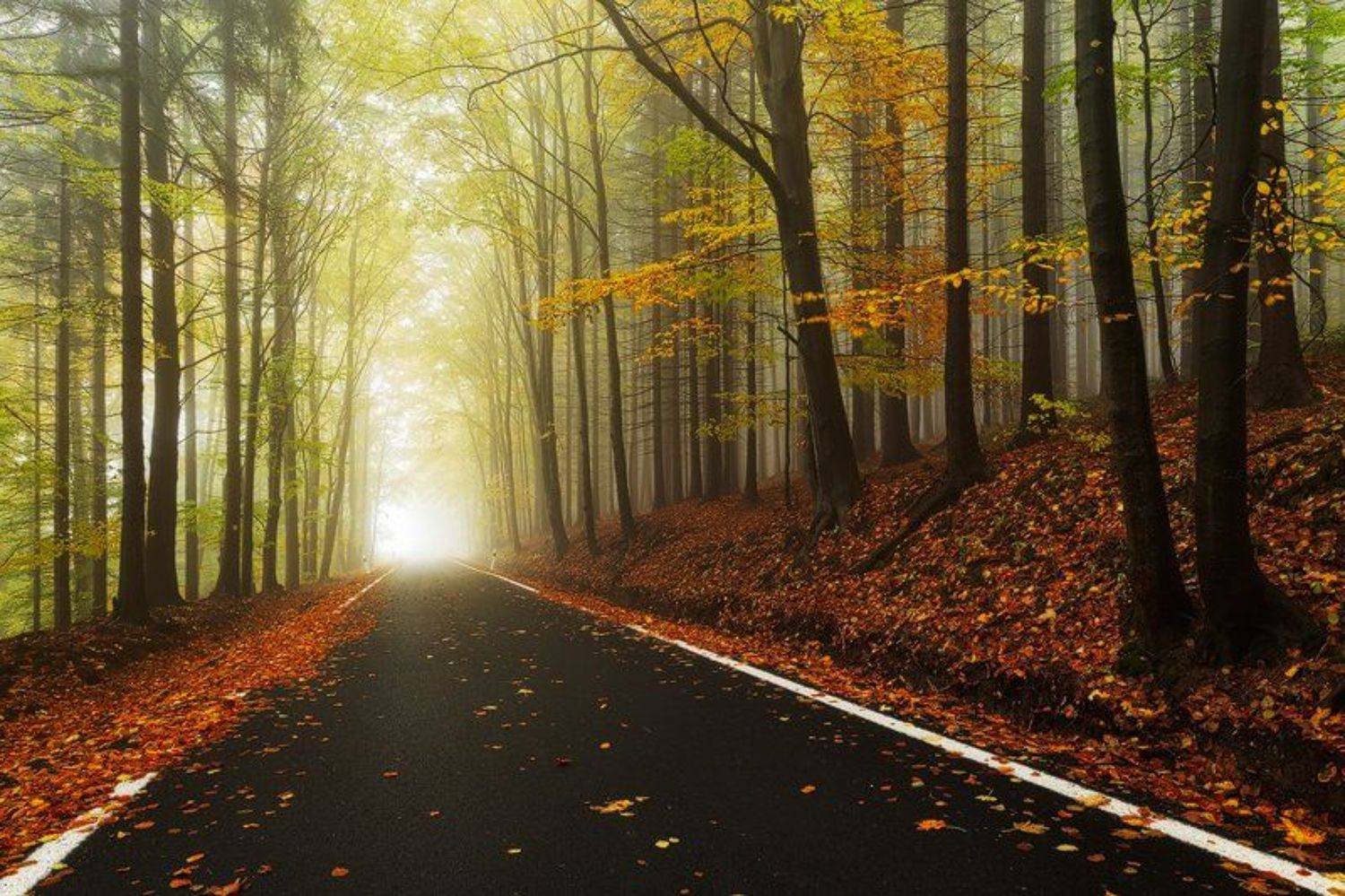 Magic Road. Автор: Martin Rak , Martin Rak