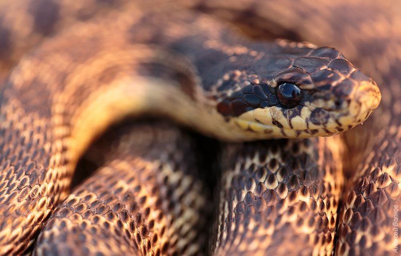 Палласов полозphoto preview