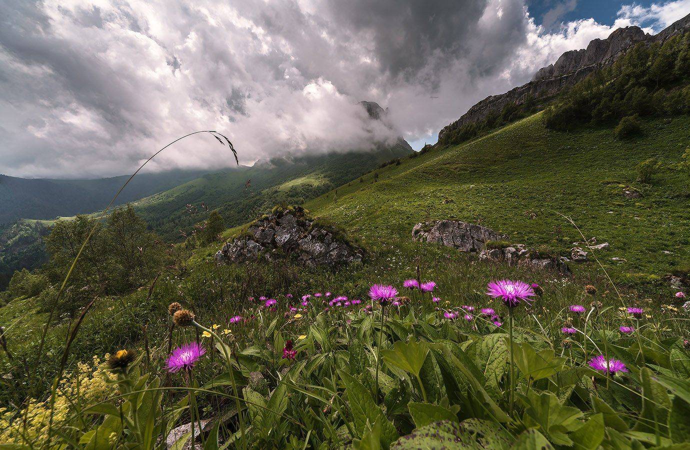 западный, кавказ, долина, ачешбок, лето, июнь, цветы, Николай Мысливцев