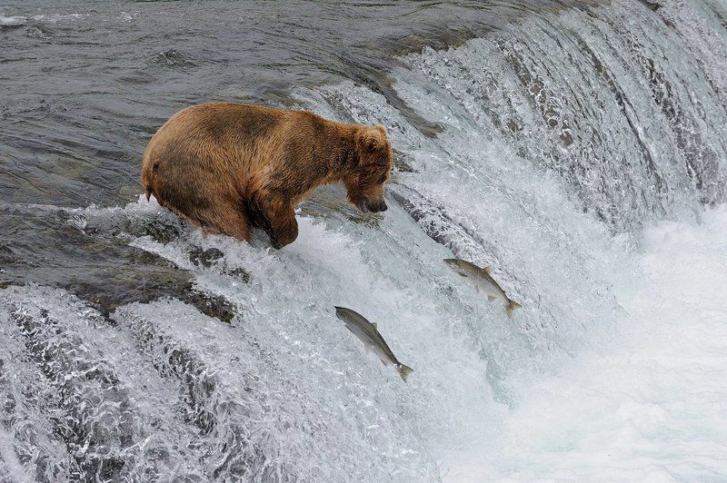 Трудный выборphoto preview