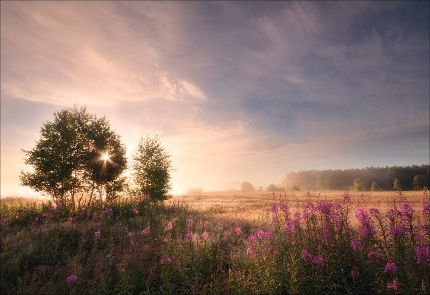 Пробуждение. Автор: Иван Мухин Деревья, Подмосковье, Рассвет, Солнце, Туман, Цветы, Иван Мухин