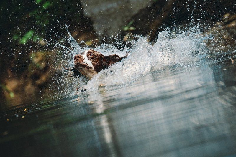 Favorit - Ben.photo preview