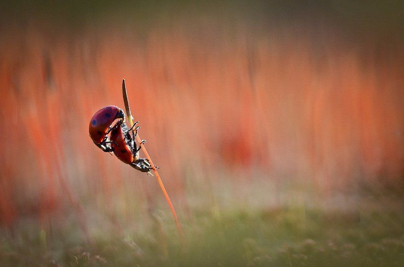 Любители экстрима.photo preview