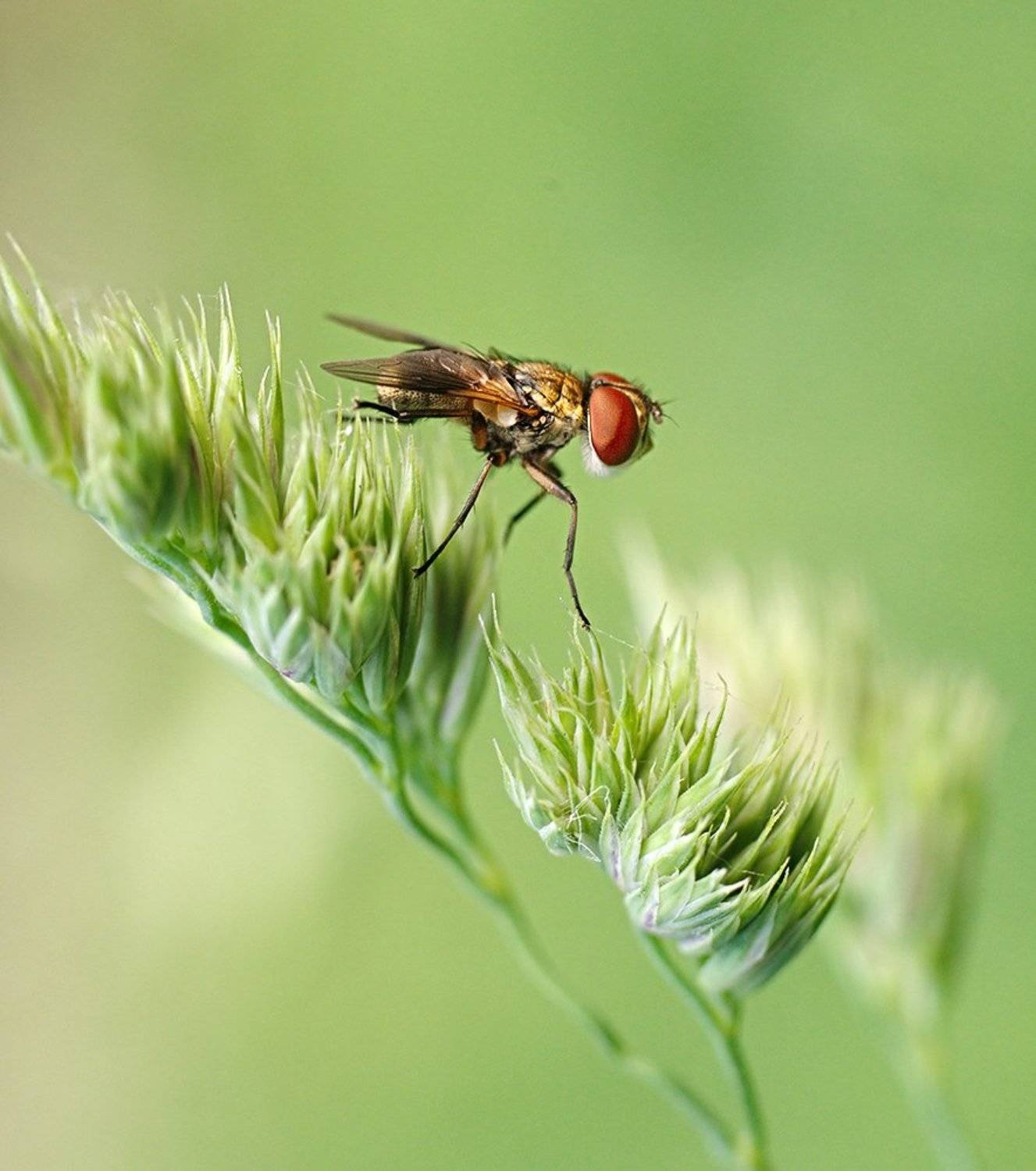 ***. Автор: Alexey Gnilenkov , Alexey Gnilenkov