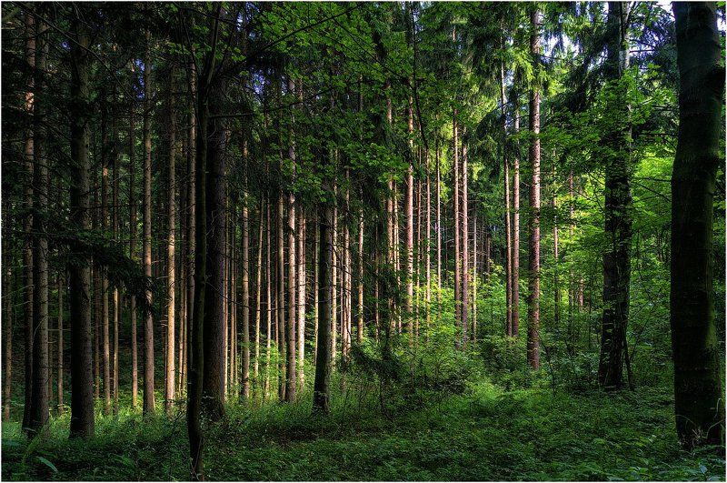 Там, где дремлет лесphoto preview