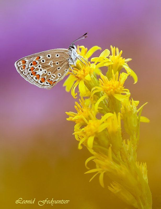 Луговой гламурphoto preview