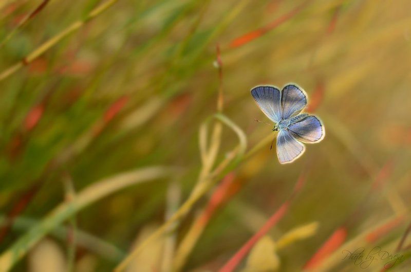 луг утроphoto preview