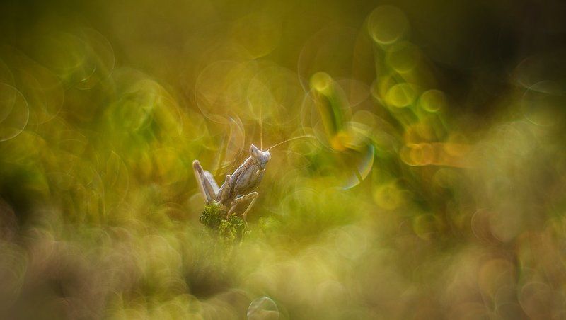 Зелёные облака.photo preview