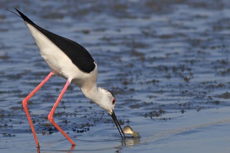 70200, 7D, Animals, Birds, Stilt, Животные, Птицы, Рыба, Ходулочник Про нелёгкую жизнь ходулочников..photo preview