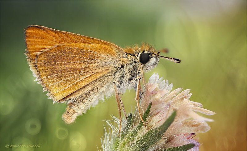 Ochlodes (Butterfly Bokeh)photo preview