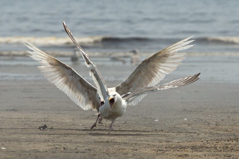 Behavior, Birds, Fareast, Island, Kunashir, Russia, Seagull, Wildlife, Дикая природа, Драка, Курилы, Море, Поведение, Птица, Россия, Чайка Салочкиphoto preview