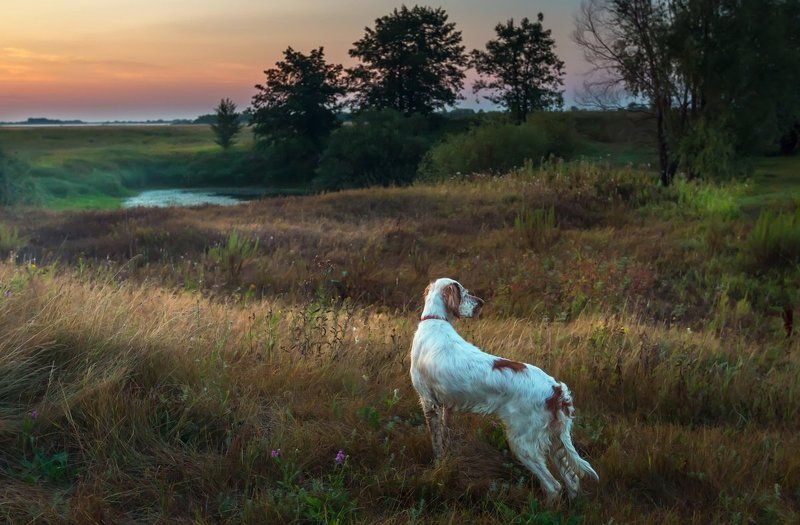 фотограф, животных, собак, саров, английский сеттер, охота с английским сеттером, портрет животного, портрет собак, рос Утро охоты с английским сеттеромphoto preview