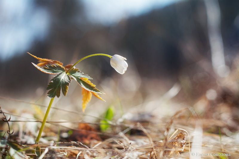 ветреница, первоцвет, цветы, макро, весна Ветреницаphoto preview