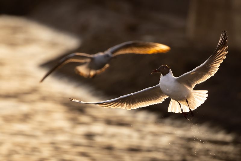 Gull фото превью