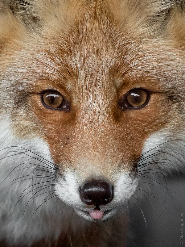 Портрет лисыphoto preview