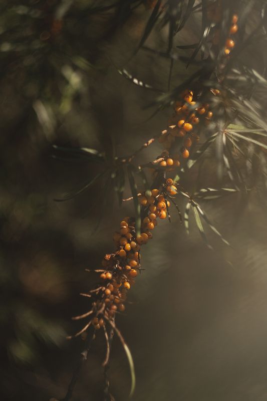 облепиха, природа, растения, ботаника, ягоды. утро, рассвет облепиха, одним солнечным утром. фото превью