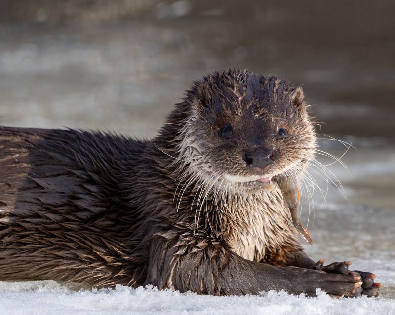 Выдраphoto preview