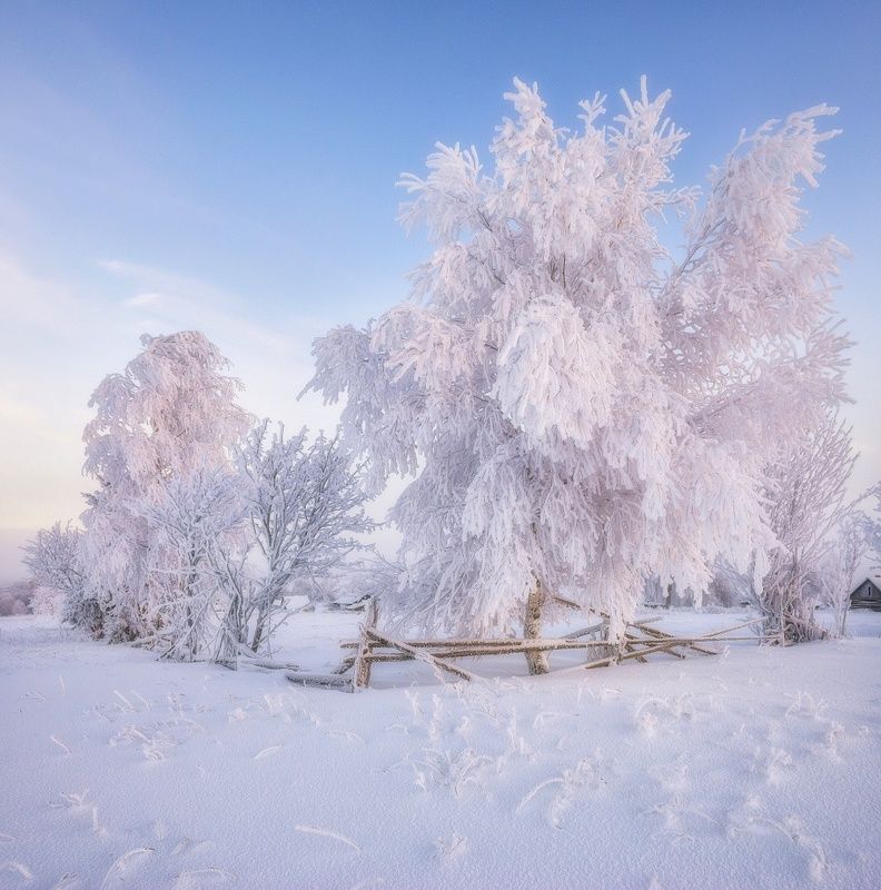 В розовых красках морозного рассвета IIphoto preview