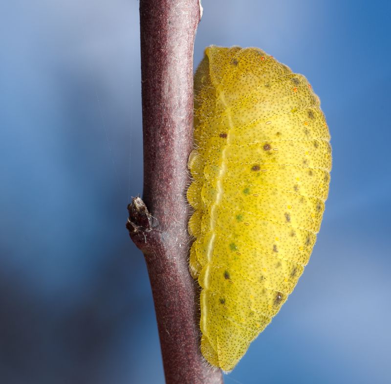 insect macro butterfly caterpillar nature wildlife color Hairy bananaphoto preview