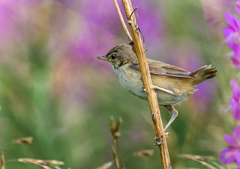 птица, желторотик, иван-чай, в иван-чае..photo preview