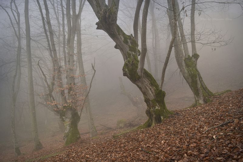 Под пеленою тумана...photo preview