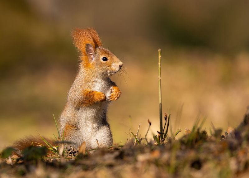 Squirrelphoto preview