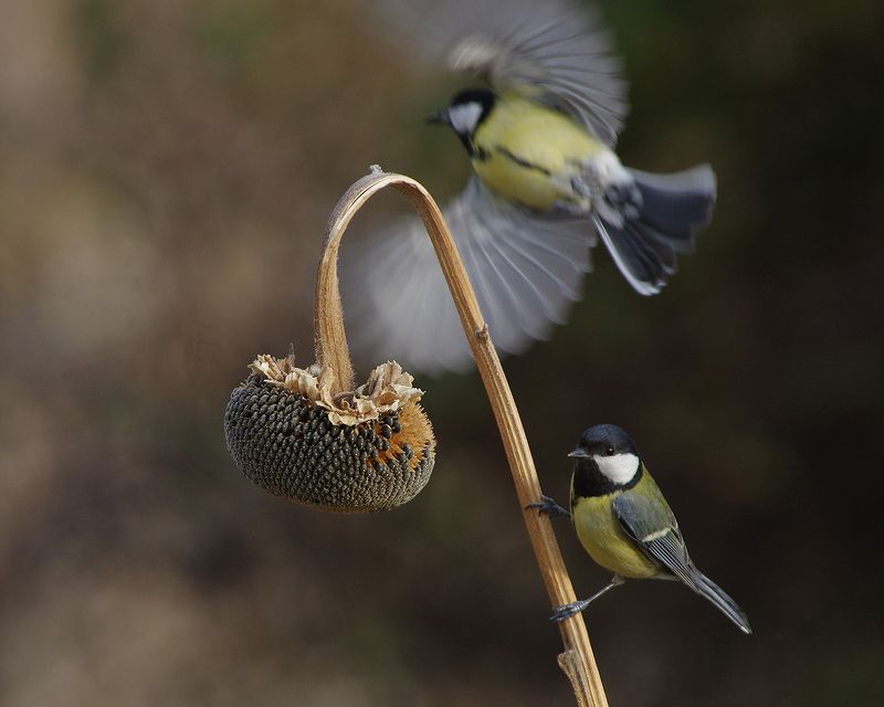 Большойphoto preview