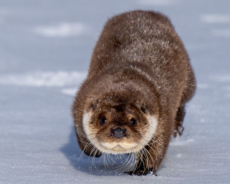 Выдраphoto preview