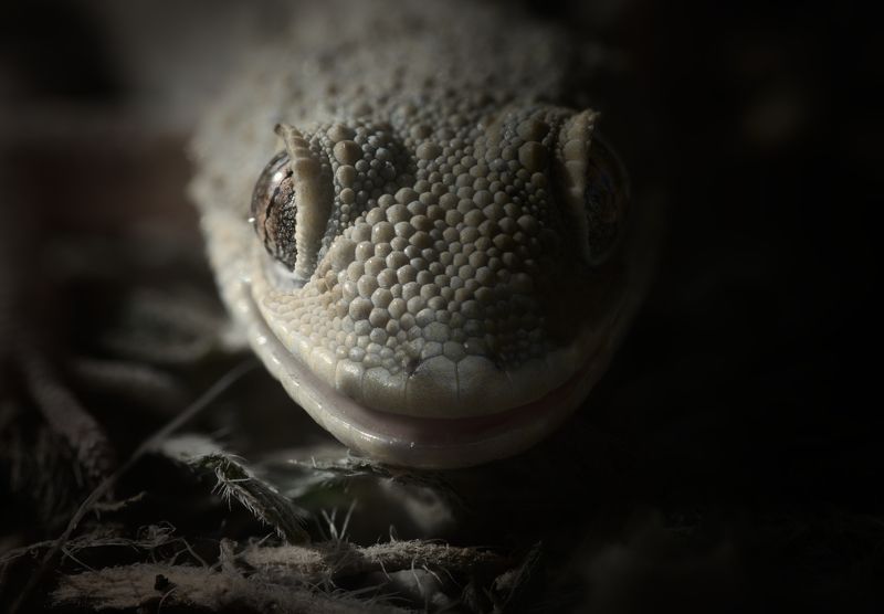 macro nature reptile gecko dark lizard Gecko madnessphoto preview