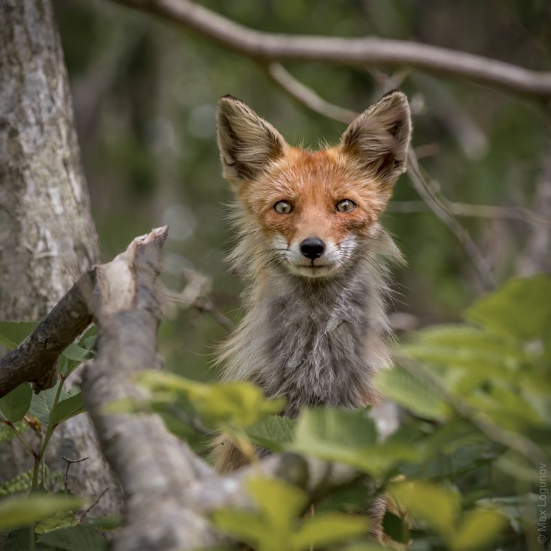 Лисья улыбкаphoto preview