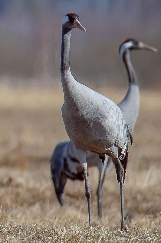 grus grusphoto preview