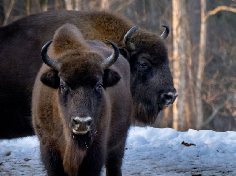 дикие животные, зубры, красный бор, фото охота, нд, фотоохота, беларусь, зубр, в лесах беларуси Зубрыphoto preview