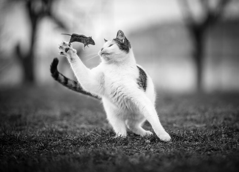 bokeh bw форс-мажор cat mouse мышь nature unequal fight украина vs россия war форс-мажор..photo preview