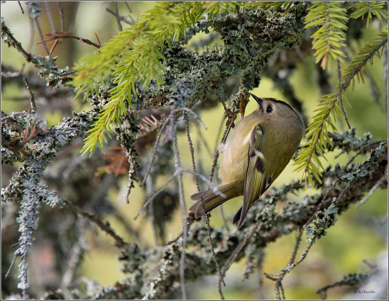 королёк,спрятался,сказочный,лес Королёкphoto preview